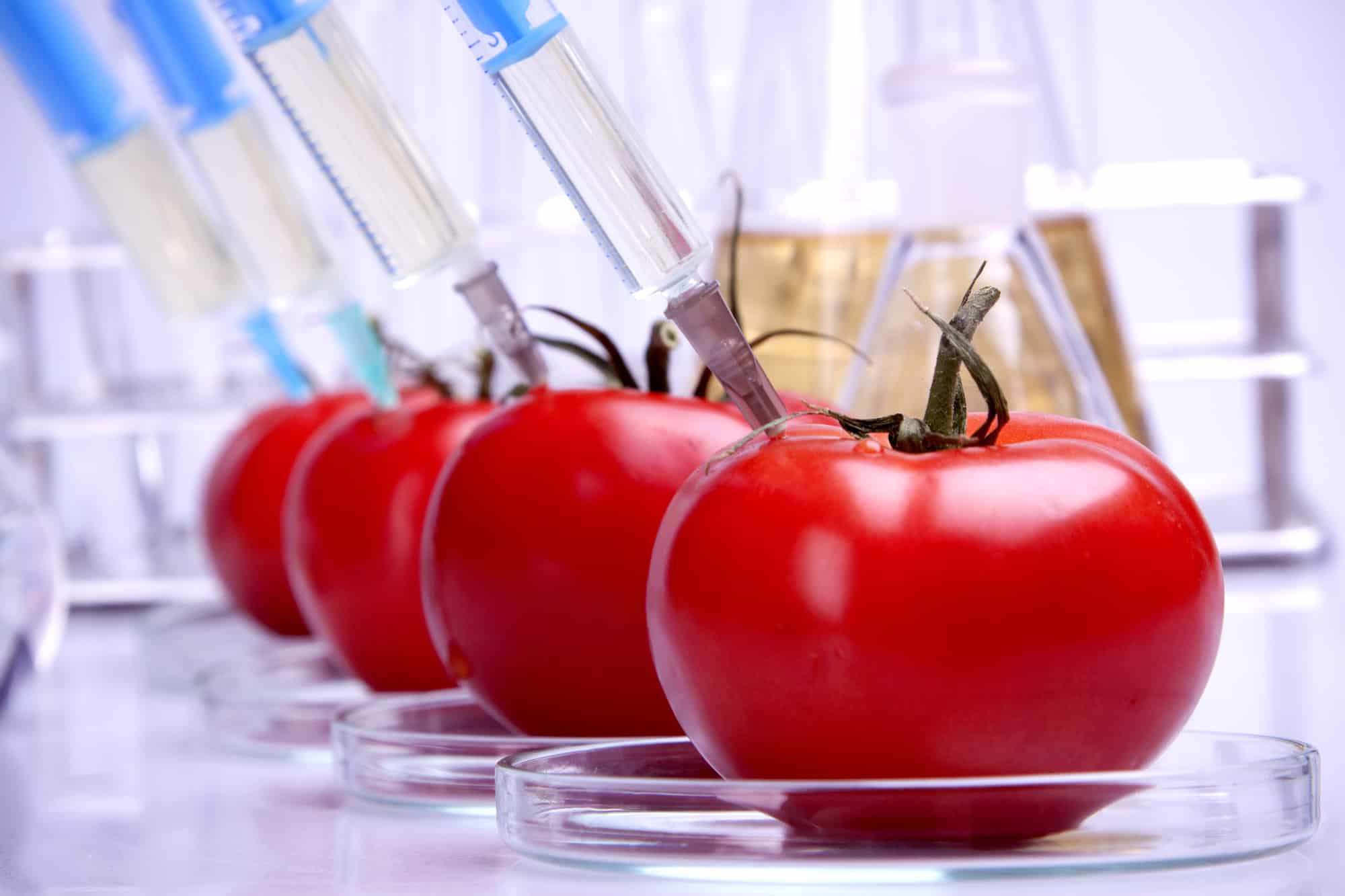 Genetically modified food in laboratory.