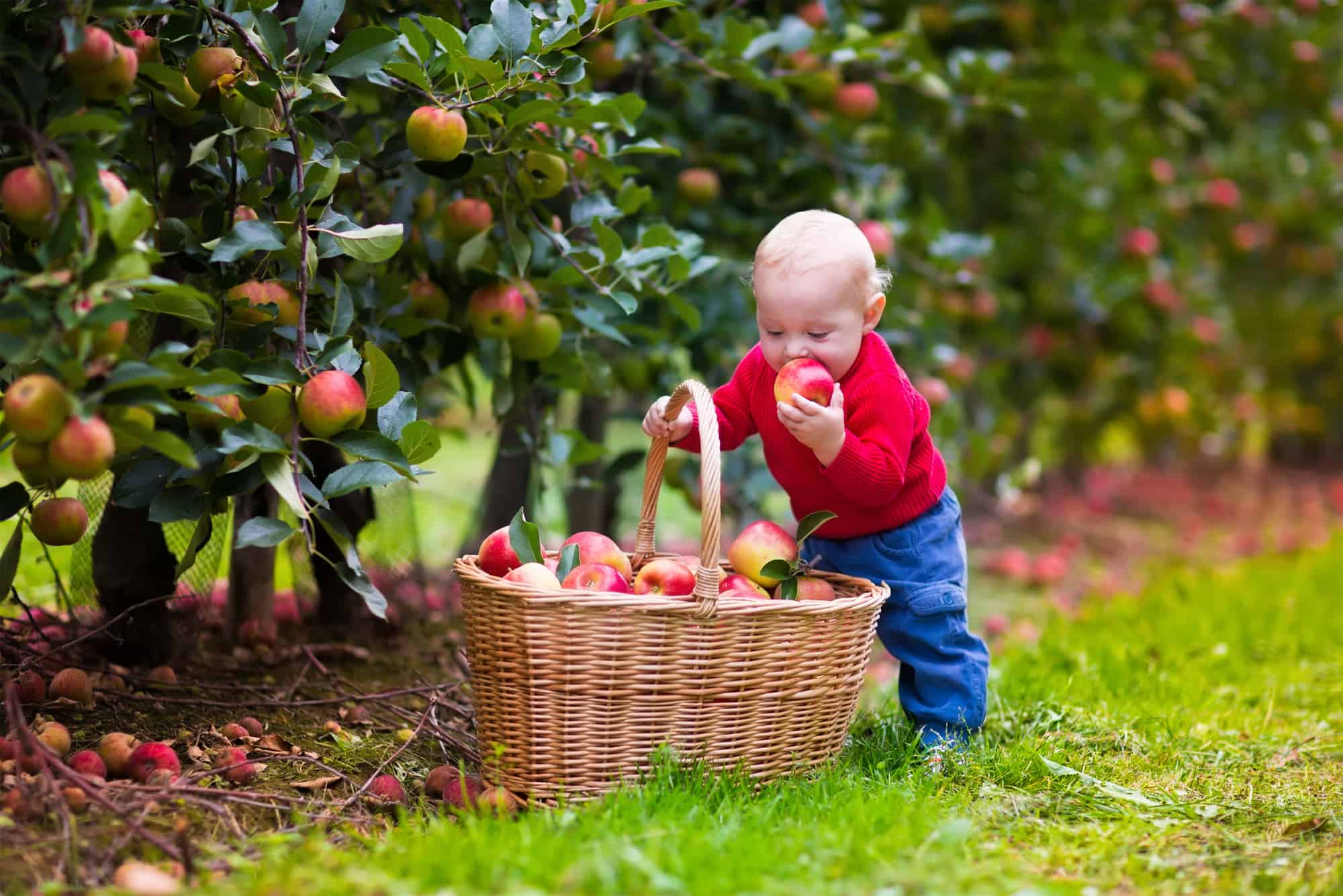 Adorable baby boy picking fresh ripe apples in fruit orchard. Children pick fruits from apple tree. Family fun during harvest time on a farm. Kids playing in autumn garden. Child eating healthy fruit.