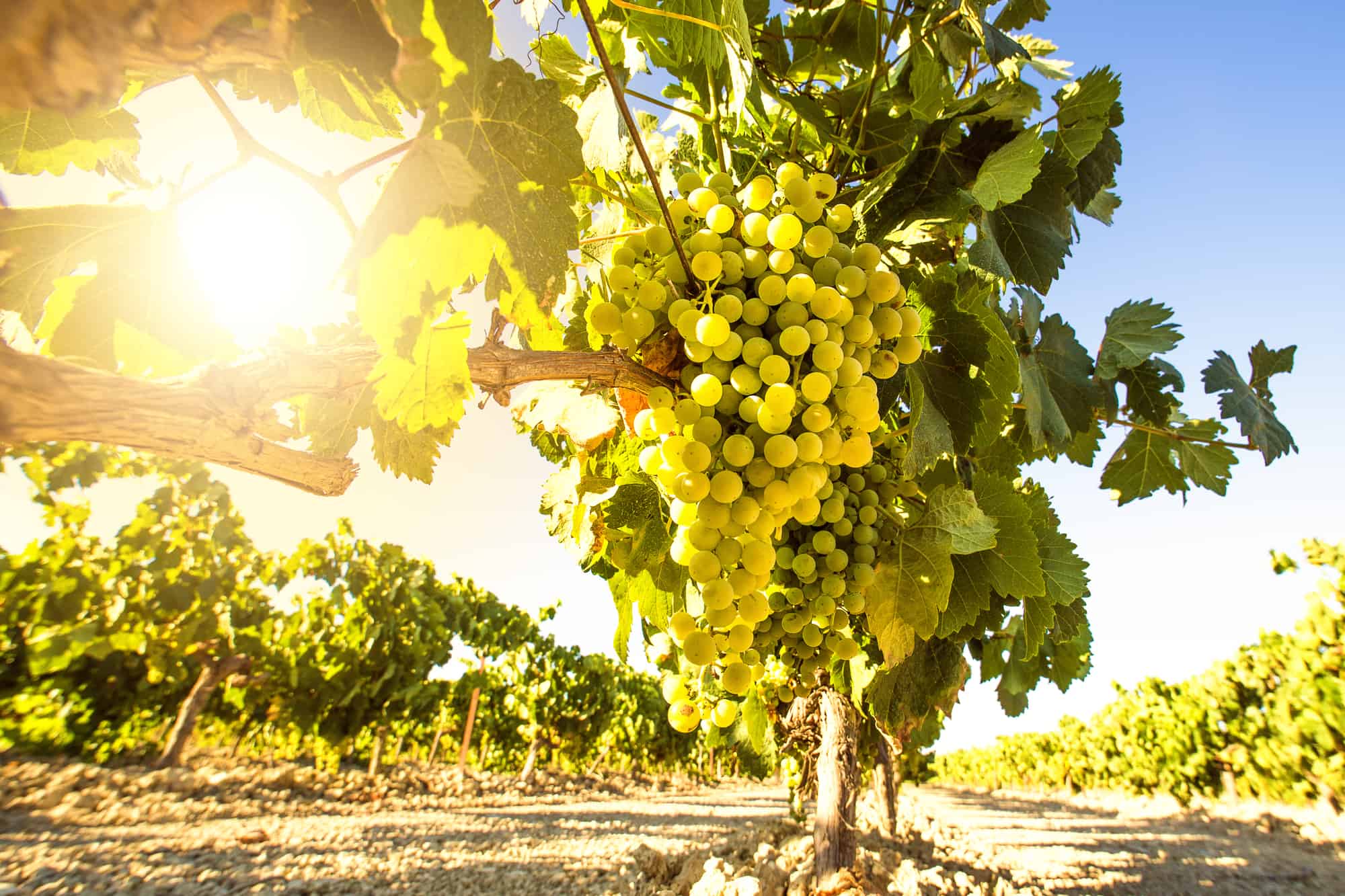 Safe Wine Sans Glyphosate, GMO Yeast, Added Sulfites & Arsenic