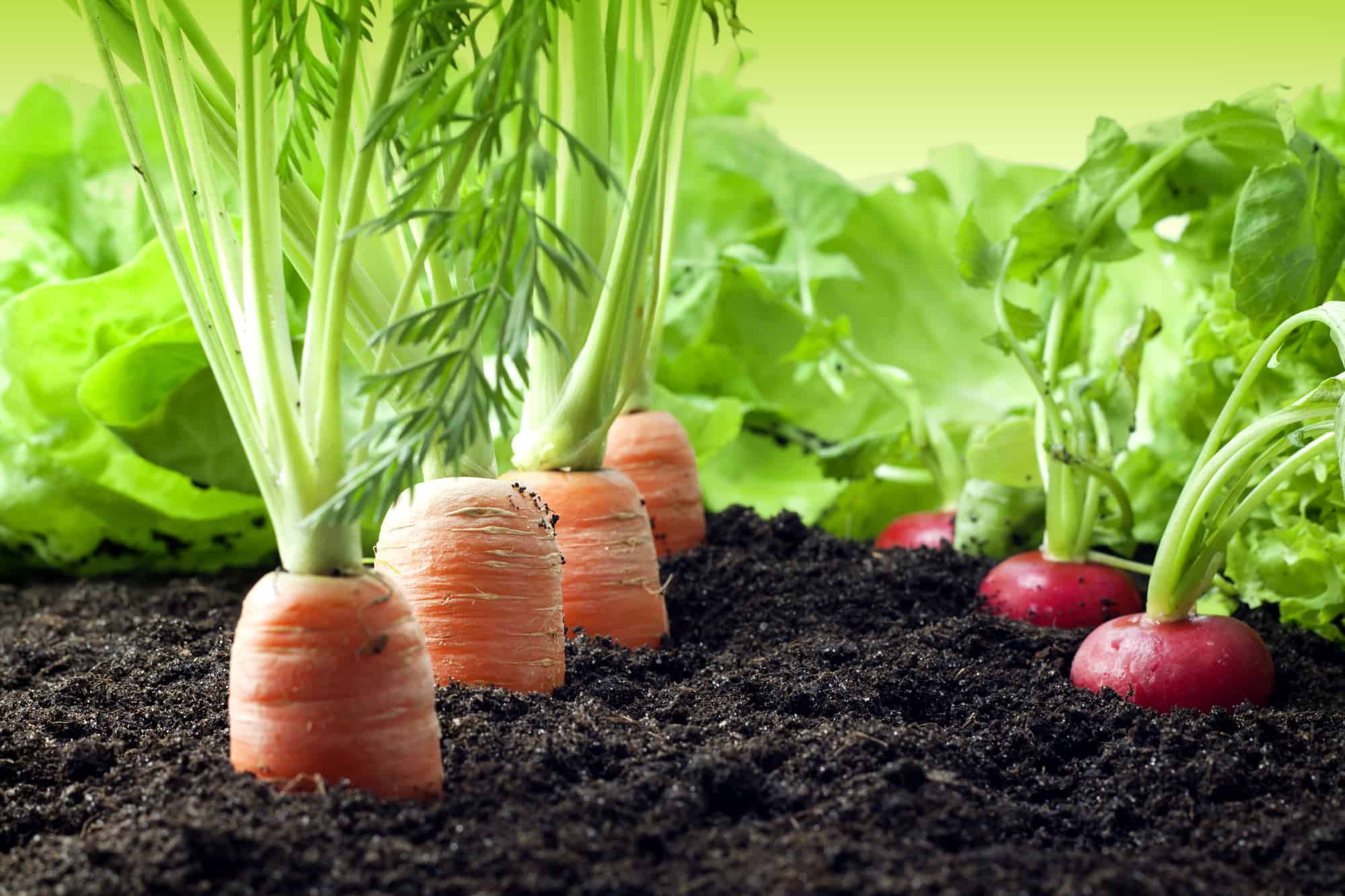 carrots & radishes in the soil