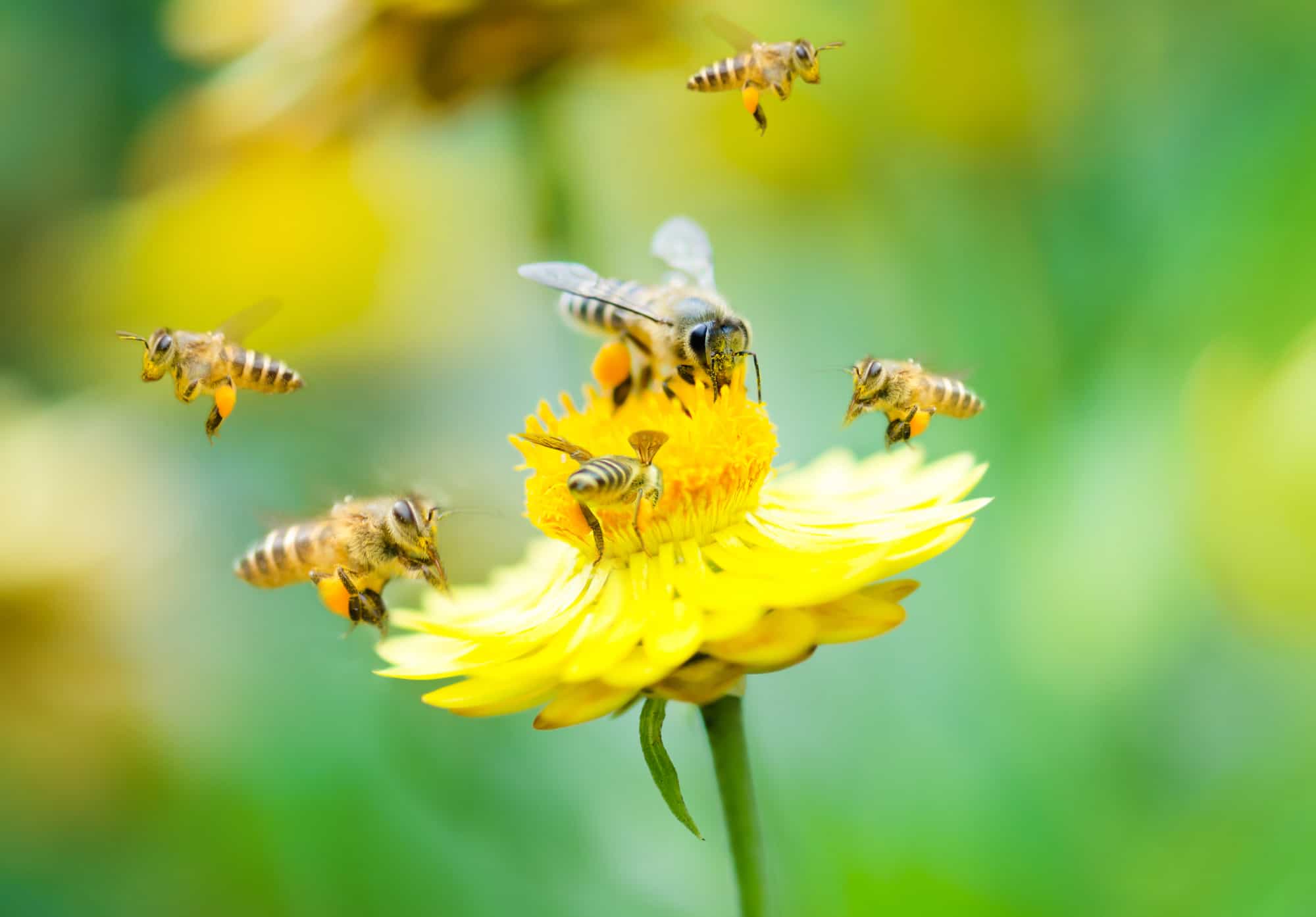 Close up group of bees on a daisy flower