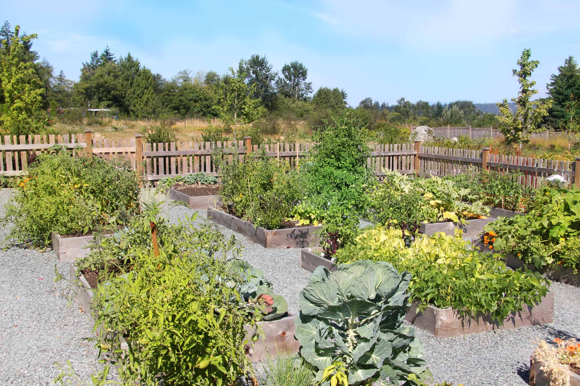 Community vegetable garden growing beans, kale, carrots, peppers, tomatoes and more.