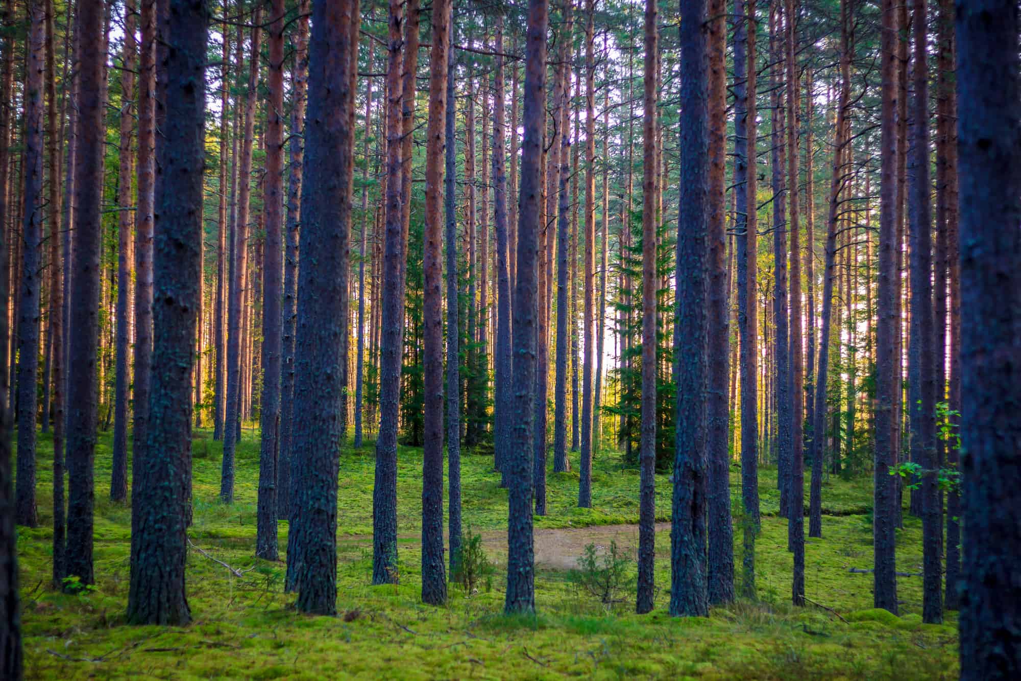 boreal forest at dawn