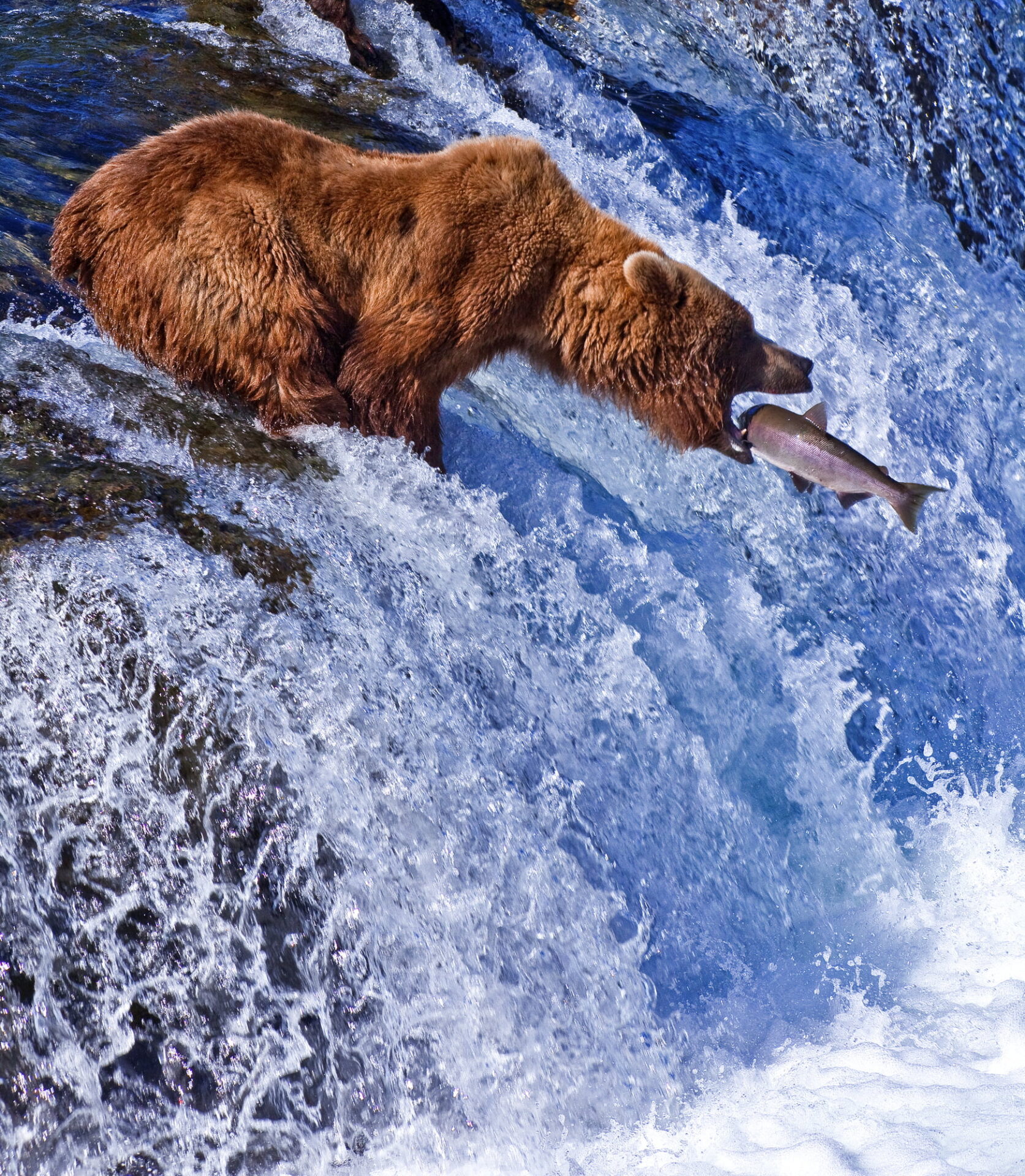 alaskan grizzly bear eats wild salmon as it swims upstream