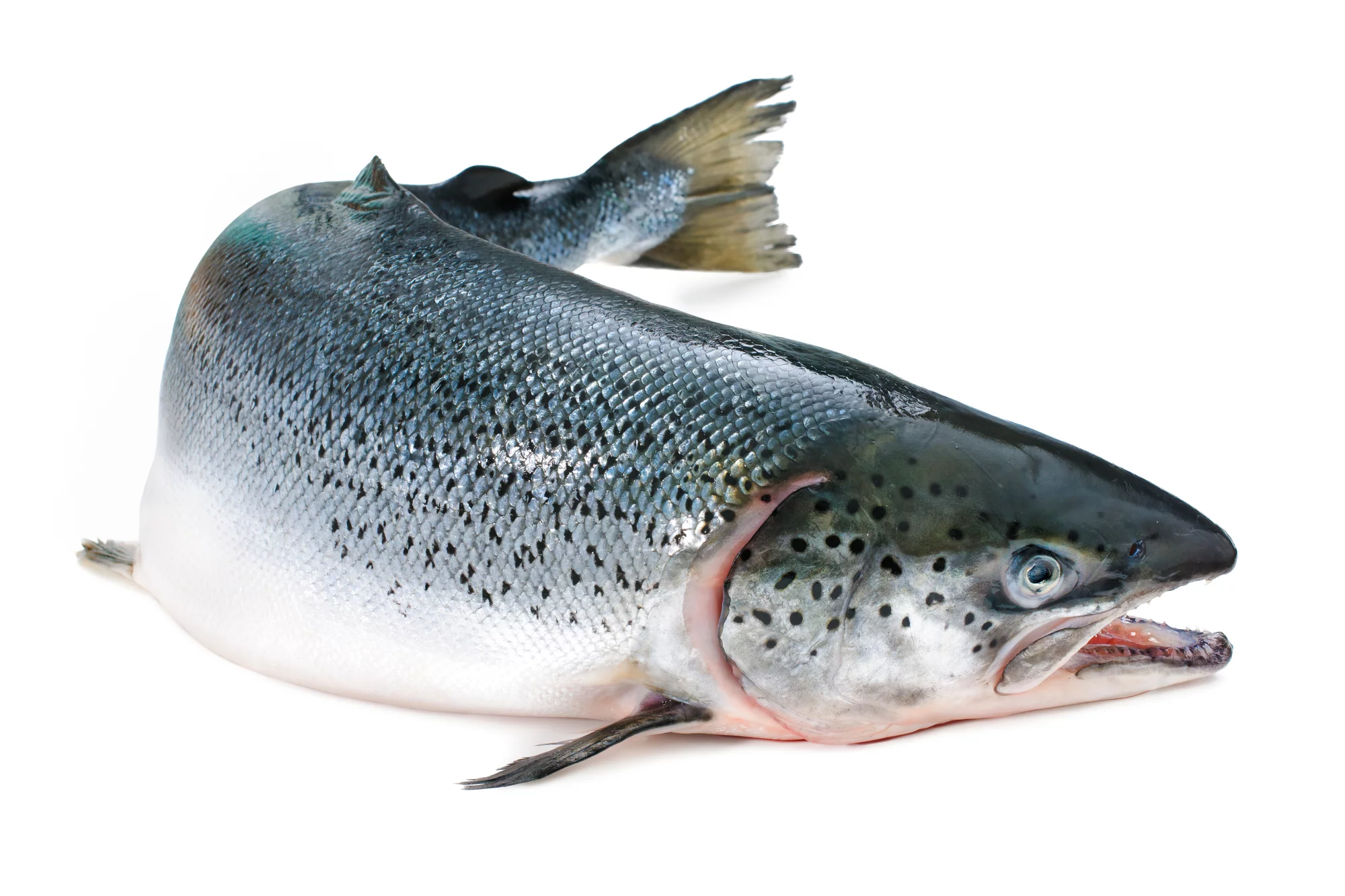 Salmo salar. Atlantic salmon on the white background