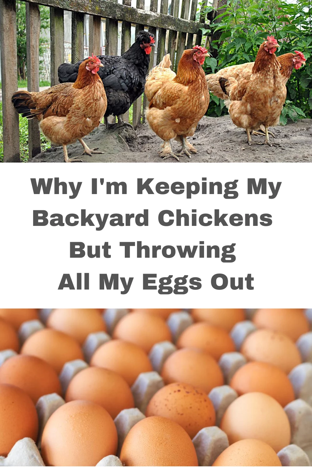 DDT--Why I'm Keeping My Backyard Chickens But Throwing All My Eggs Out