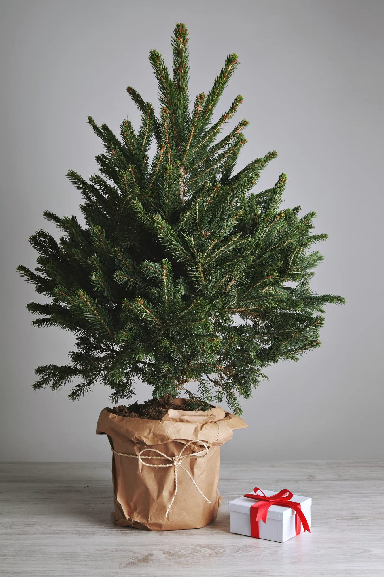 Lush and green unadorned Christmas tree in a pot with one present in white square box with a red sateen ribbon on light gray background