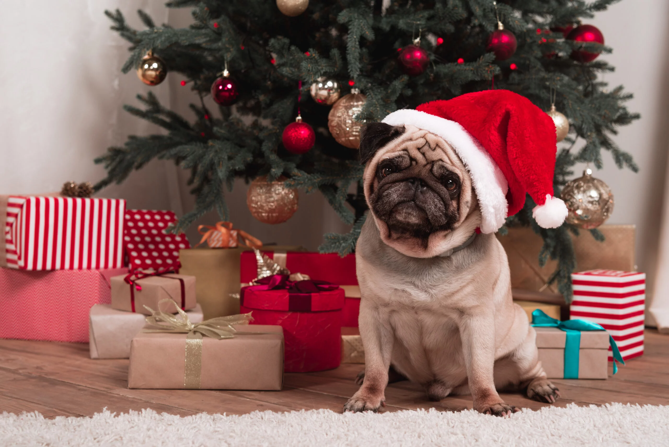 pug in front of the christmas tree with a red hat 