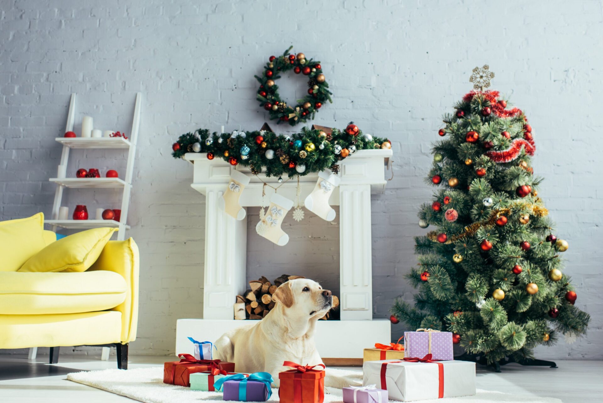 white dog next to christmas tree with gifts