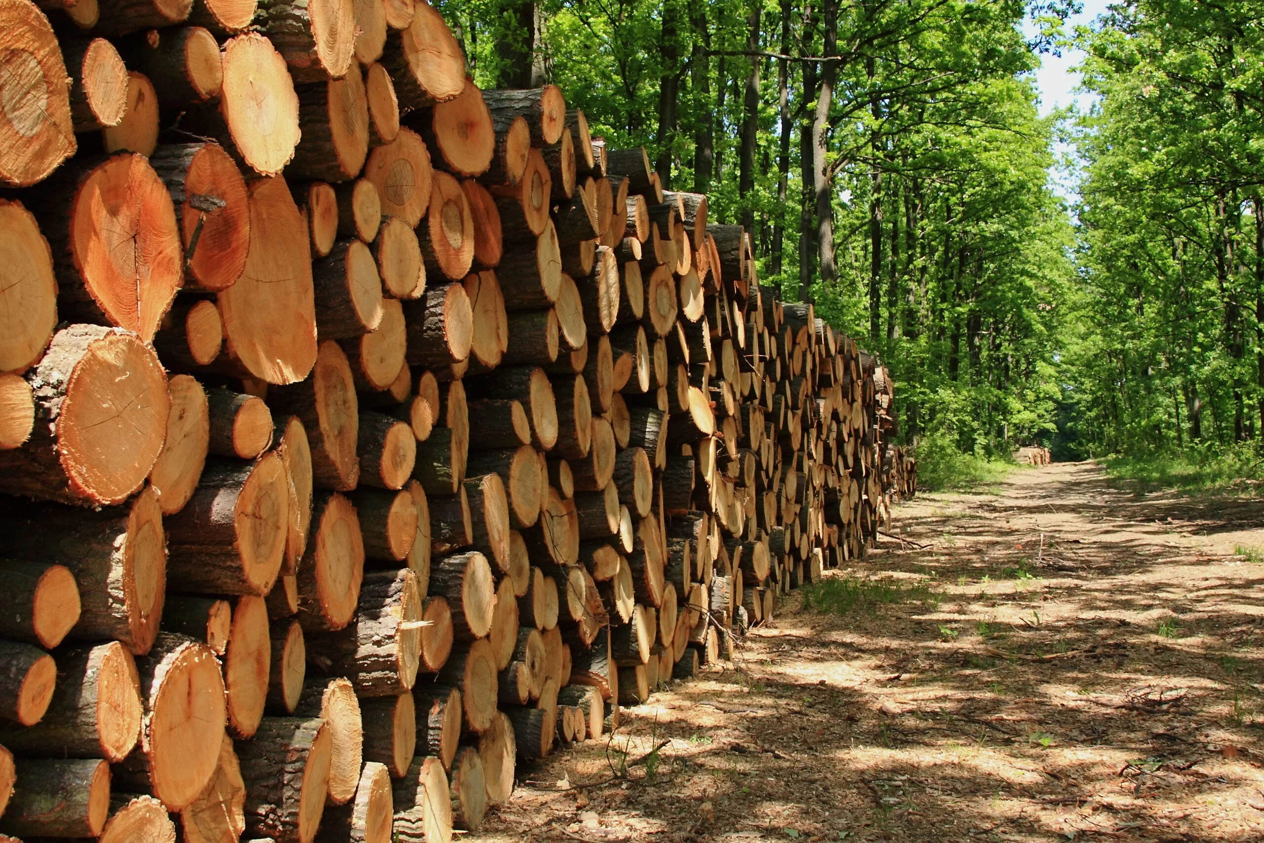 A big pile of wood in a forest road