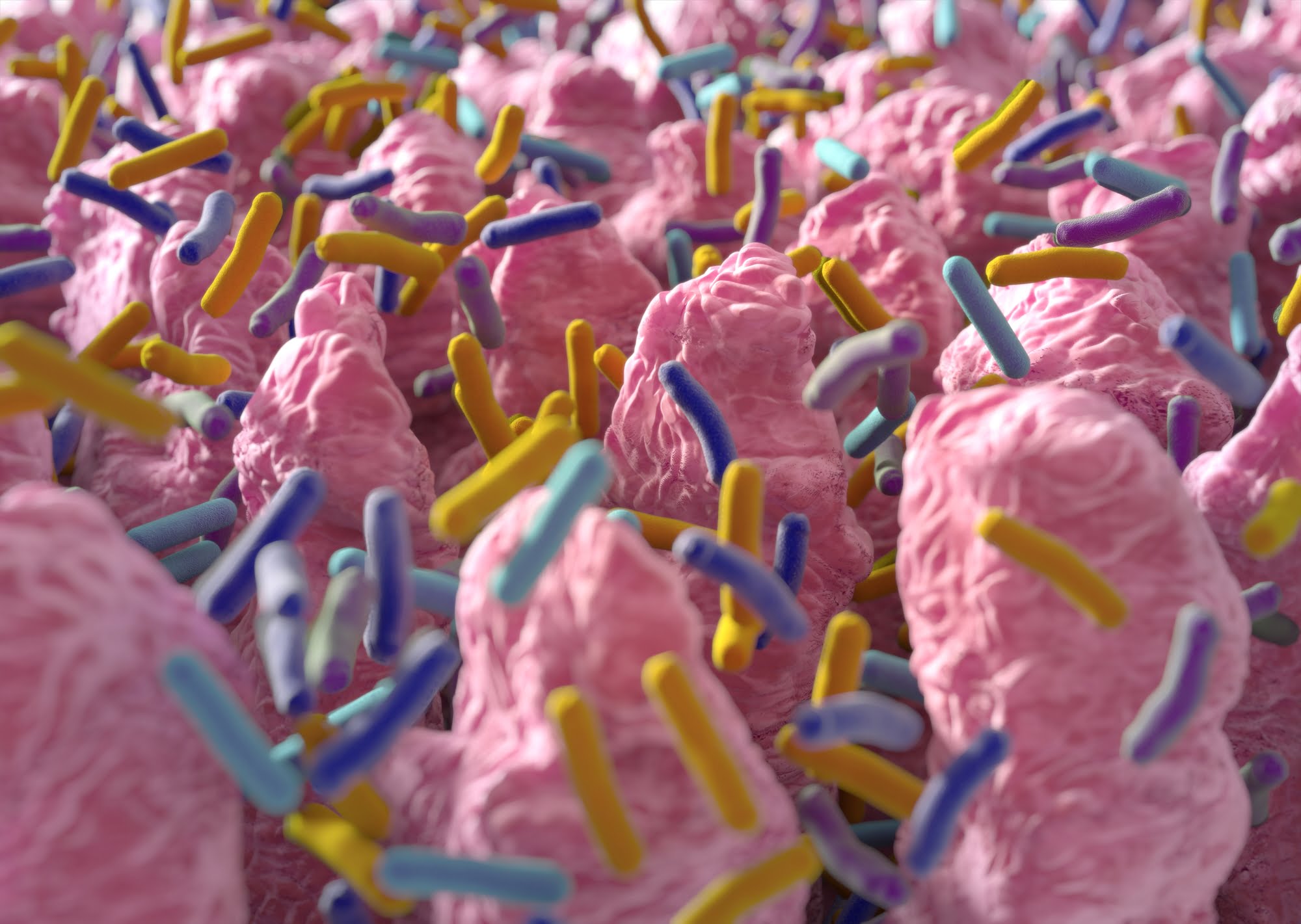bacteria inside the gut