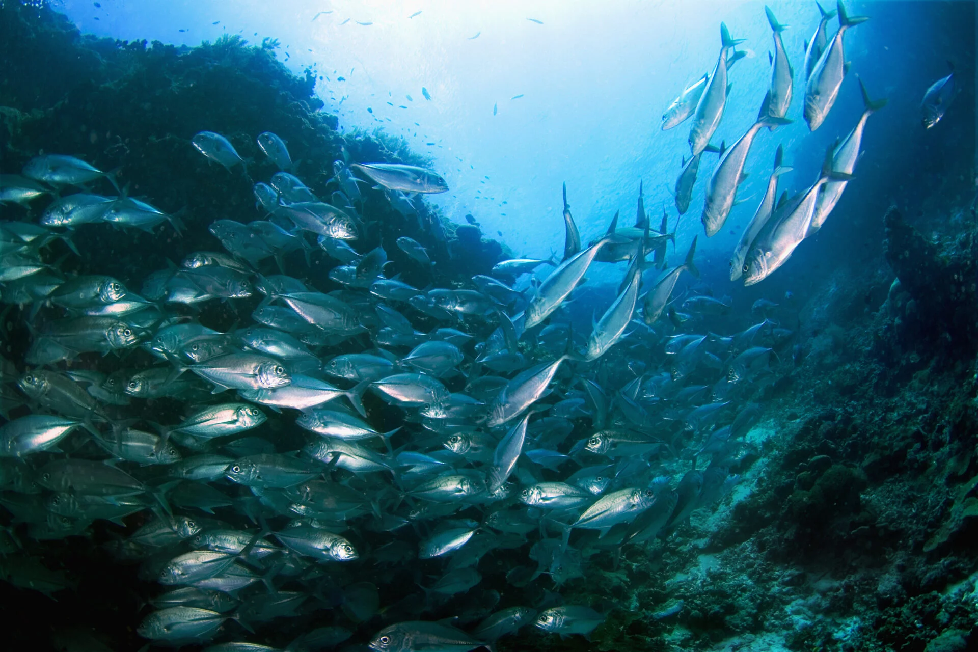 A large school of silver tuna swimming above a tropical coral reef on a scuba diving adventure