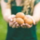 woman holding eggs on organic farm