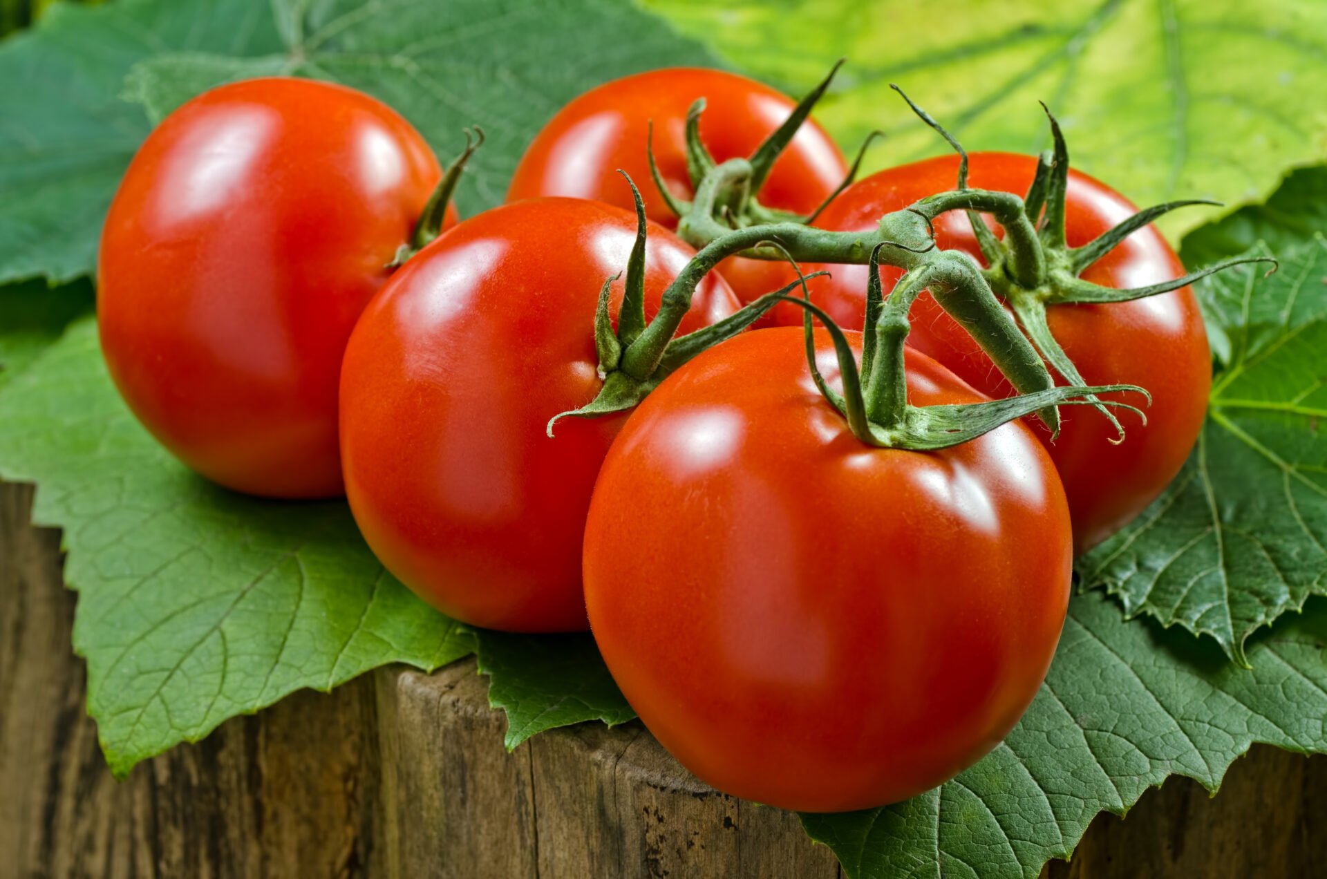Vine ripened red tomatoes against a leafy background.
