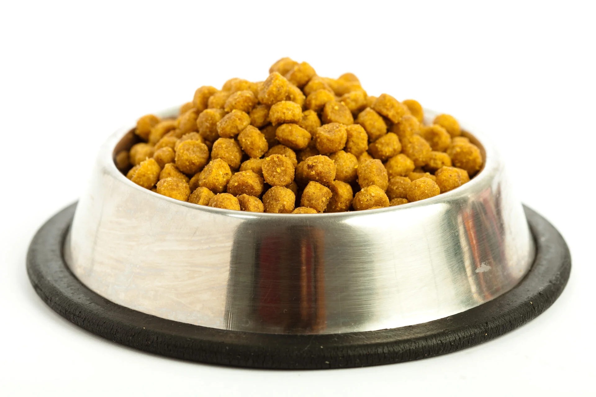 dogfood in a stainless steel dog bowl