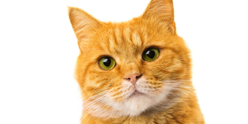 Best organic cat food brands sale