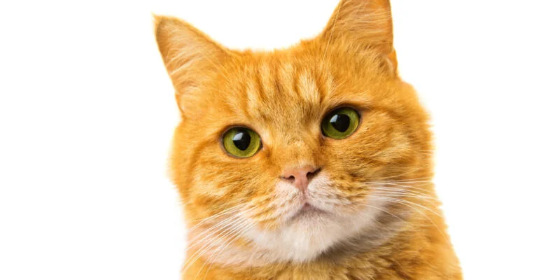 Healthiest cat food 2018 sales