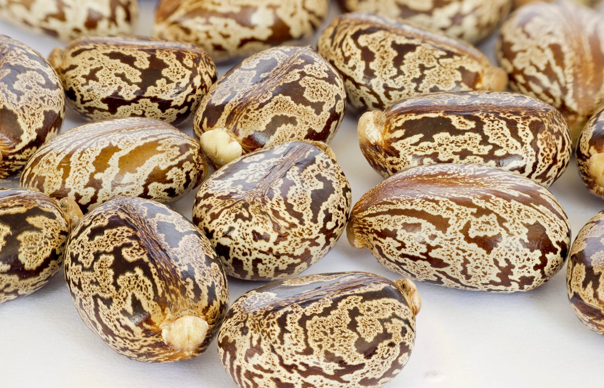 Castor oil beans
