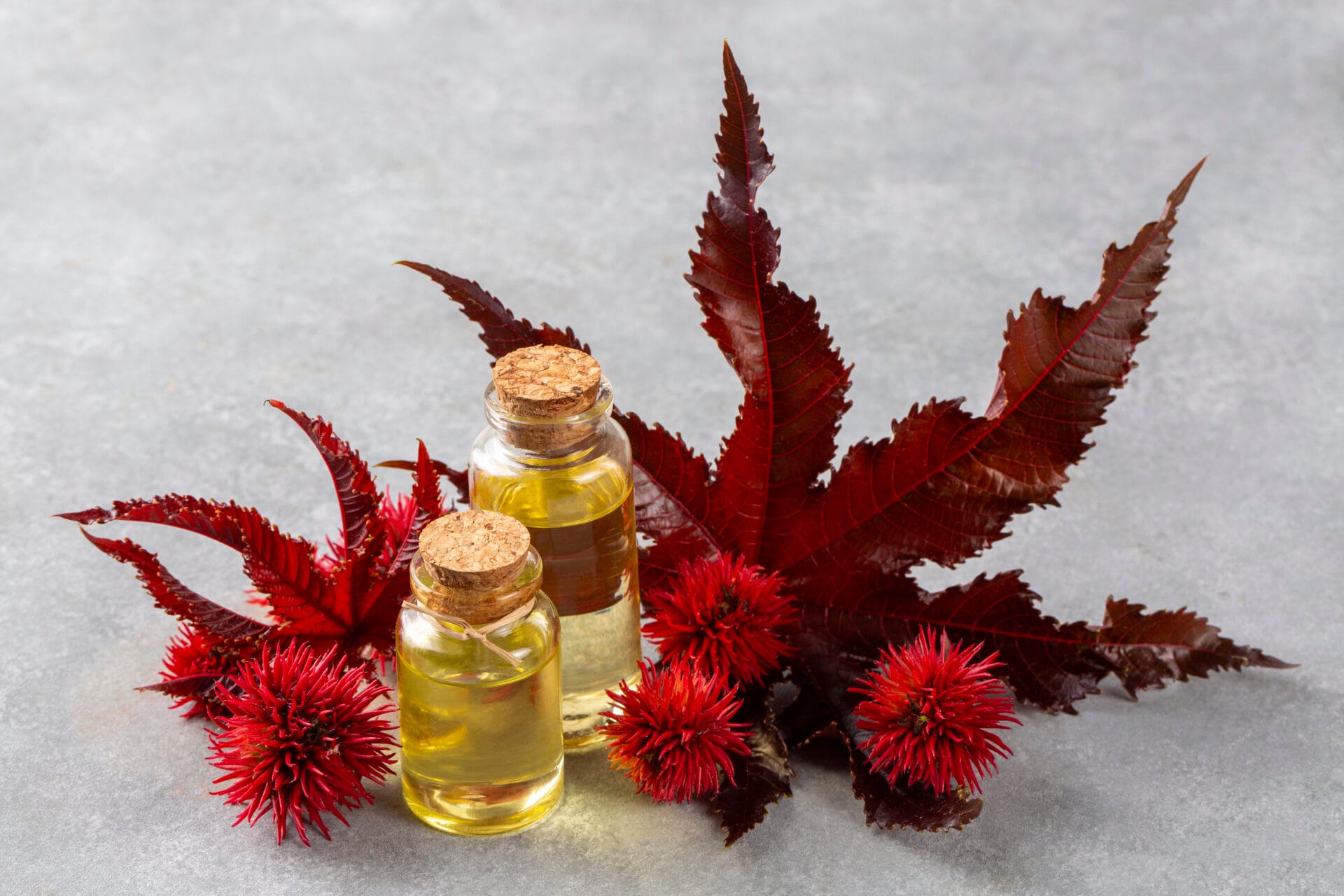Castor Oil with castor beans and plant material on the table tested For Toxic Phthalates 